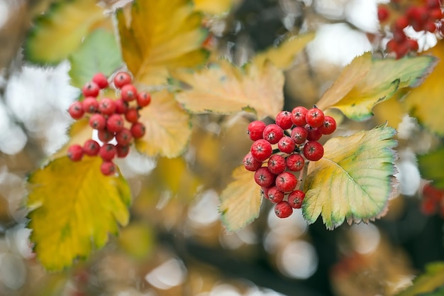 Red viburnum branch in the garden. Viburnum viburnum opulus berries and leaves outdoor in autumn fall. Bunch of red viburnum berries on a branch.