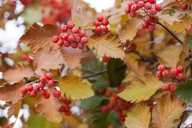 Red viburnum branch in the garden. Viburnum viburnum opulus berries and leaves outdoor in autumn fall. Bunch of red viburnum berries on a branch.