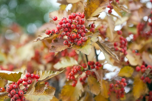 Red viburnum branch in the garden. Viburnum viburnum opulus berries and leaves outdoor in autumn fall. Bunch of red viburnum berries on a branch.