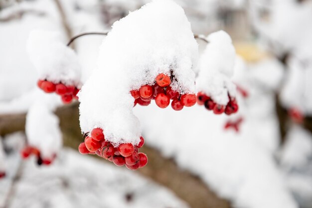 The red viburnum is covered with snow