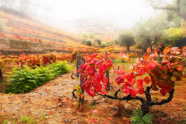 Red vineyards in Douro river valley in Portugal. Portuguese wine region. Beautiful autumn landscape