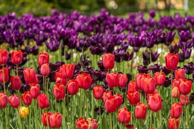 Red and violet tulips on a flower bed in the garden