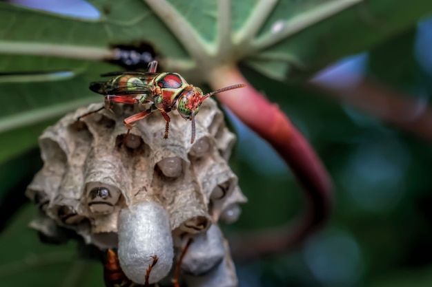 Red wasp on top of the nest close up