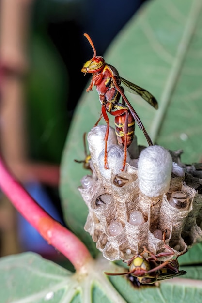 Red wasp on top of the nest close up