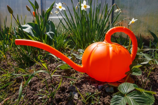 Red watering can next to White Daffodil flowers in the garden