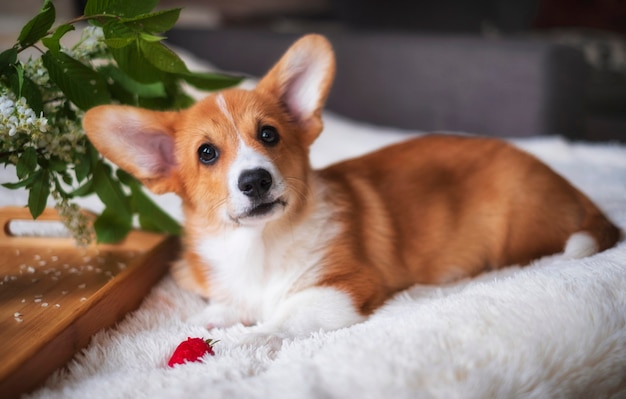 Red welsh corgi Pembroke puppy at home with strawberries