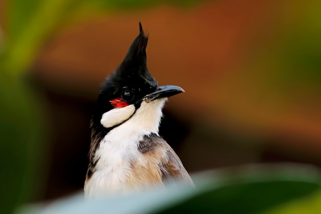 Red-whiskered bulbul Pycnonotus jocosus Beautiful Birds of Thailand