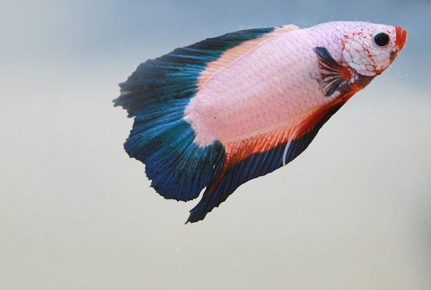 Red white beta fish tail swim in water tank  