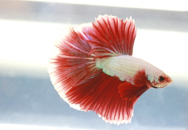 Red white beta fish tail swim in water tank  