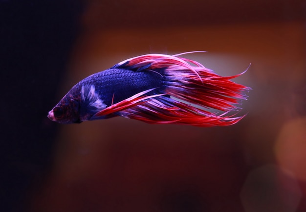 Red white beta fish tail swim in water tank  