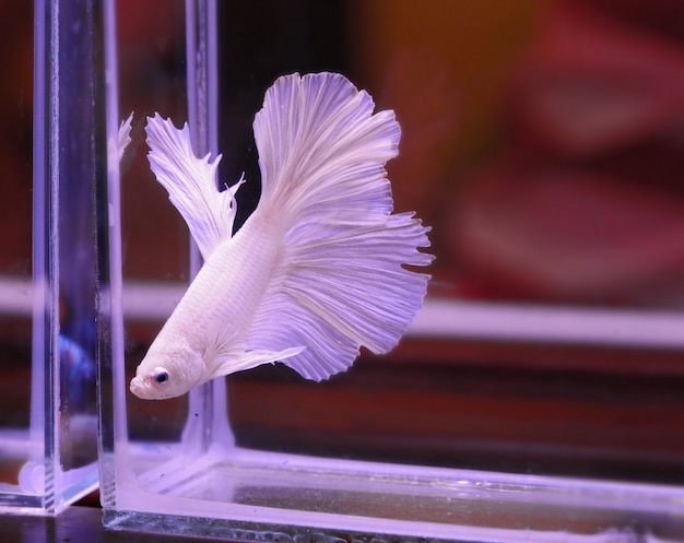 Red white beta fish tail swim in water tank  