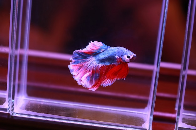 Red white beta fish tail swim in water tank  