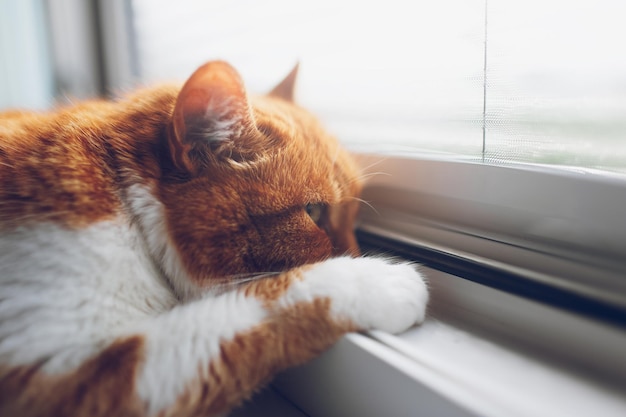 Red white cat lying on the windowsill Closeup view Looking through window