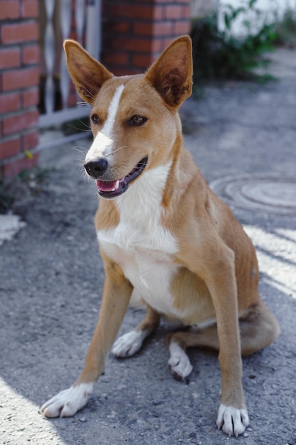 Red and white dog smiles, portrait. Adorable dog with no breed. The faithful and loyal look of a dog