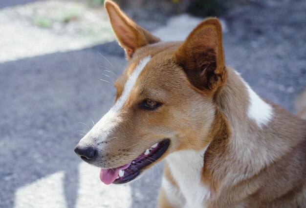 Red and white dog smiles, portrait. Adorable dog with no breed. The faithful and loyal look of a dog