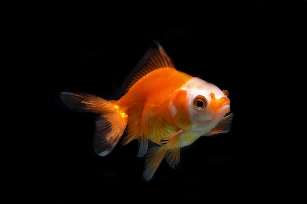 Red white fancy goldfish on black background