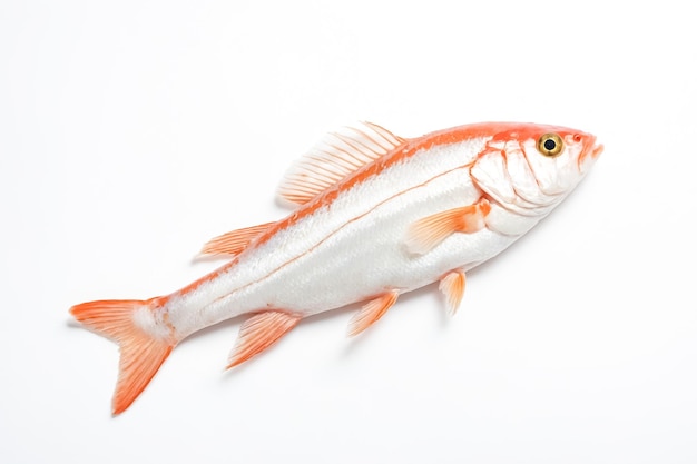 Red and White Fish on White Background