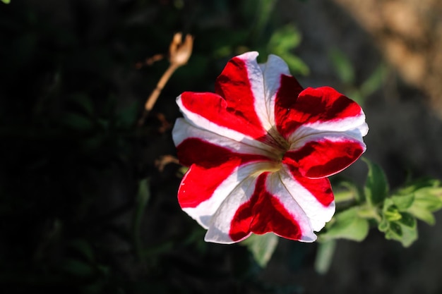 A red and white flower is in a garden in the mountains of new york.