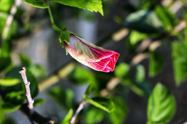 A red and white flower with a green leaf that says " the word " on it. "