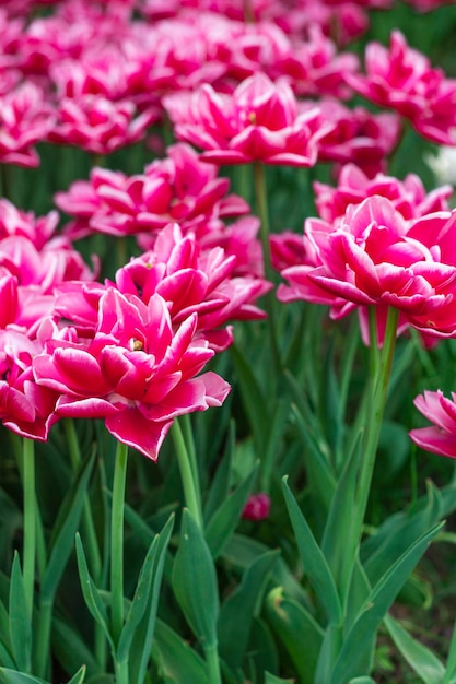 Red and white peony-flowered Double Early tulips ,Tulipa, Columbus bloom in a garden. a field