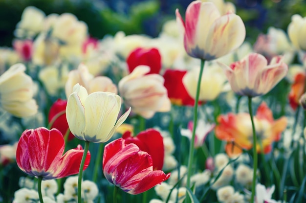 Red and white tulip flowers