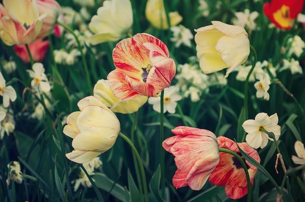 Red and white tulip flowers