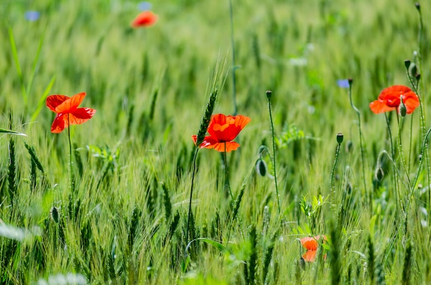 Red wild poppies in a wheat field