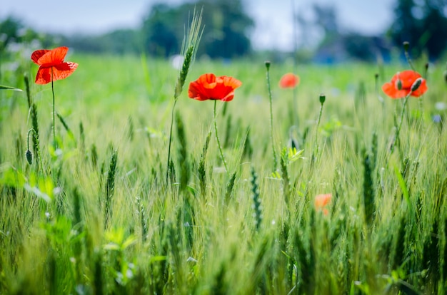 Red wild poppies in a wheat field