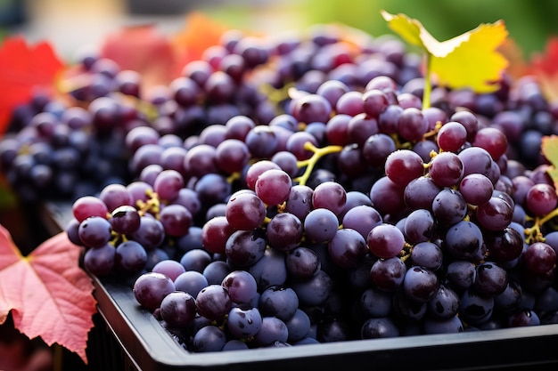 Red wine grapes after collecting in a vineyard