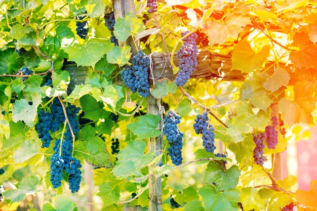 Red wine grapes on the grapevine at sunset light