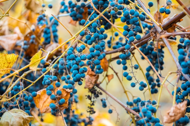 Red wine grapes on the grapevine