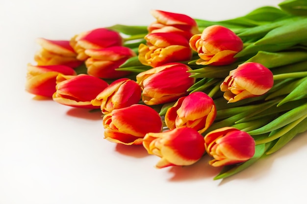 Red with yellow tulips lie on a white background