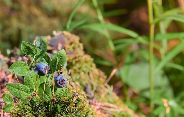 Red wood ant crawls on a blueberry bush with ripe berries closeup selective focus Berry picking season Idea for wallpaper or banner about forest ecosystem