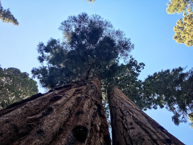 Red wood tree