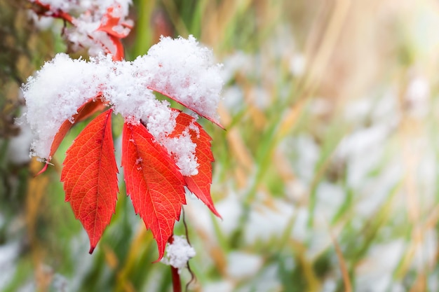 Red and yellow autumn leaves in the snow. First snow. Snowflakes.