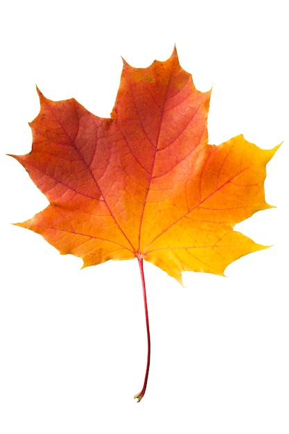 Red and yellow fallen maple leaf isolated over white