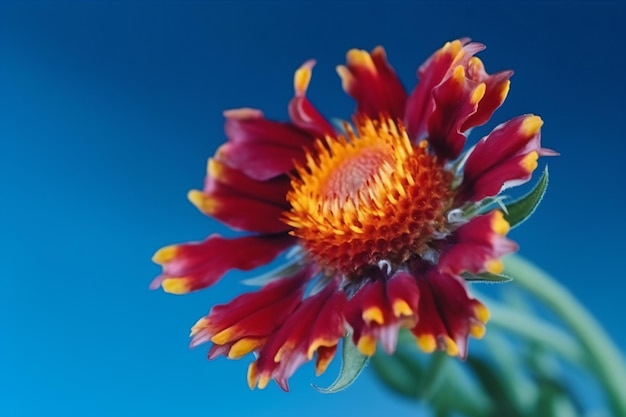 A red and yellow flower with a yellow center