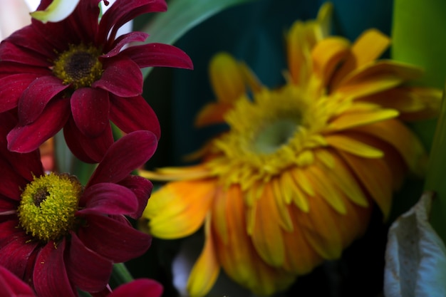 Red and yellow flowers