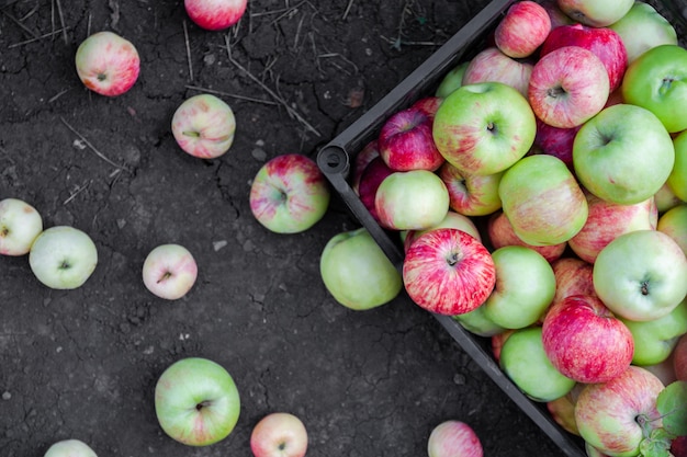 Red, yellow and green apples just picked from an orchard. Apples are in a plastic crate on the ground. Harvesting apples. Top view