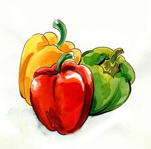 Red, yellow and green pepper. Ink and watercolor drawing