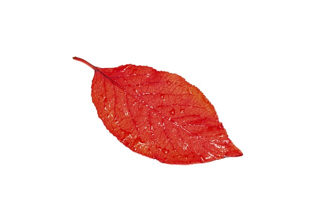 Red yellow leaf of tree with water drops isolated on white background