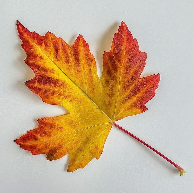 a red and yellow leaf with a red stick that has the word autumn on it