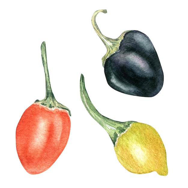 Red yellow little hot pepper watercolor illustration isolated on white background