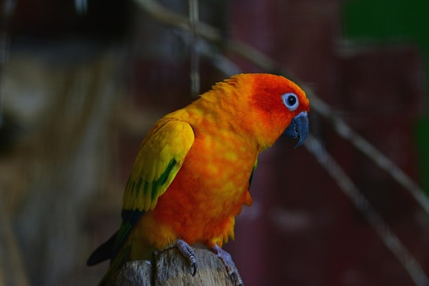 red and yellow macaw