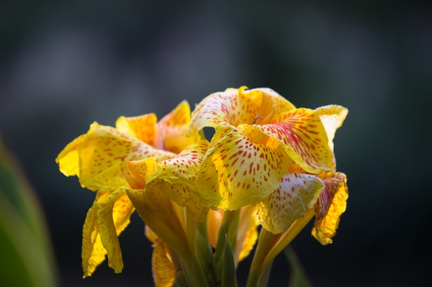 Red Yellow or Orange Canna Indica commonly known as Indian shot or  African arrowroot