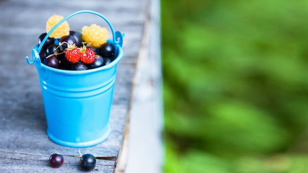 Red and yellow raspberries and blackcurrant in blue bucket