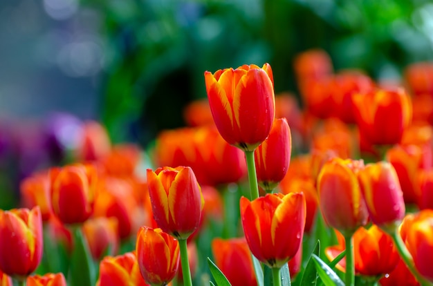 The red yellow tulip fields are densely blooming