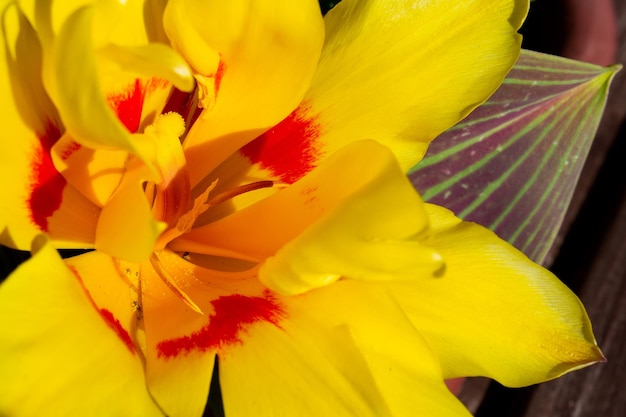 Red yellow tulips against green foliage