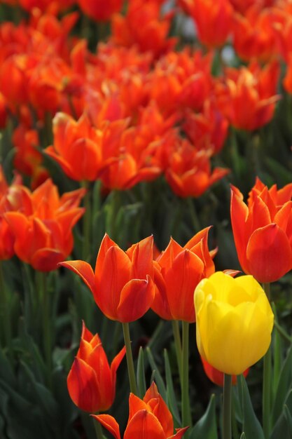 Red and Yellow Tulips