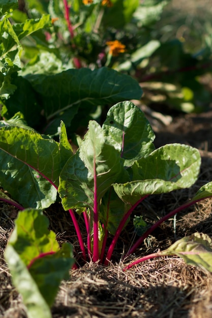 Red young chards growing in an ecological garden with mulch to preserve moisture flavescens